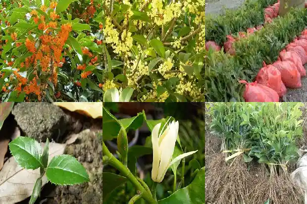 桂花开花结果是怎么回事1686444796811