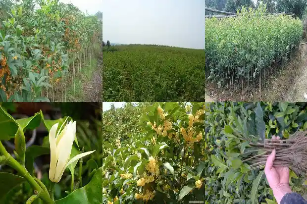 桂花树怎样栽培成活率高一点1688862060195
