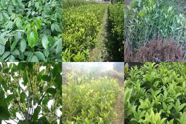 桂花的生态特征有哪些1686444804339