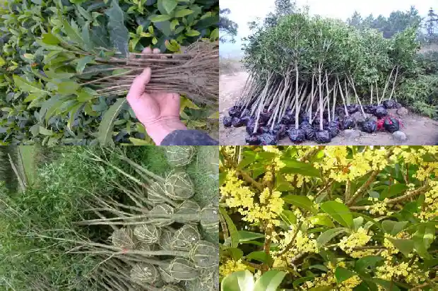 桂花的生态价值1686444816192