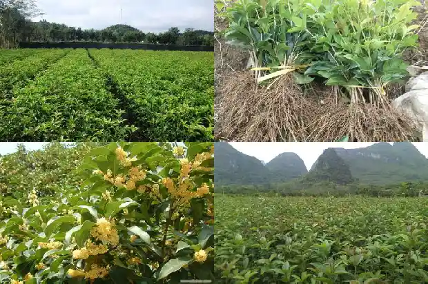 桂花的形态特征和生活环境1686444825977