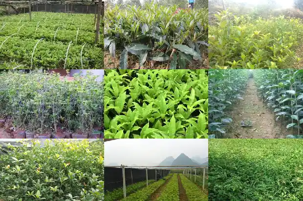 桂花的形态特征和生活环境1686444826024
