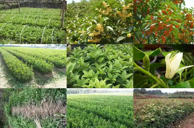 桂花的形态特征和生活环境1686444826072