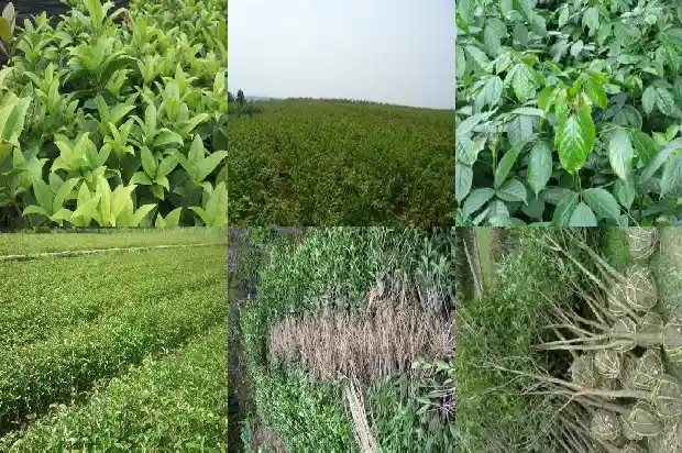 桂花树12公分价格多少钱一盆1689577233382