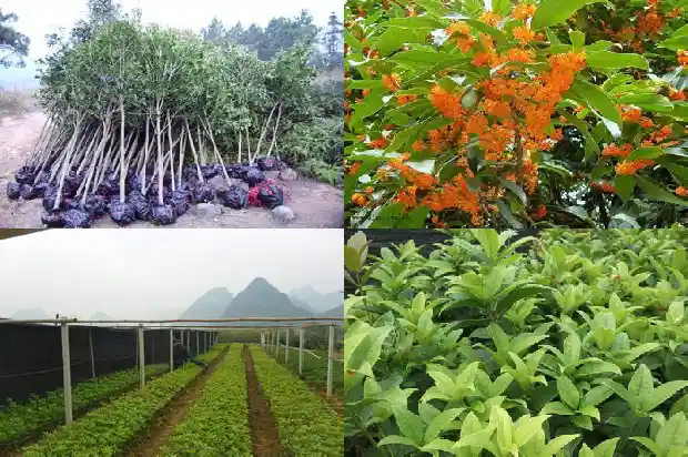 最值钱的桂花树种子是什么品种的1688693547093