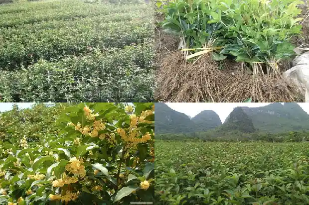 桂花盛开的过程1686444860758