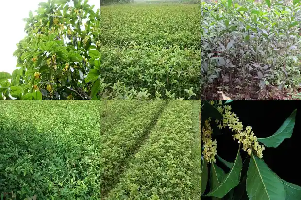 桂花是景物吗1686444870578