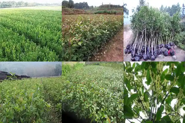 桂花是景物吗1686444870626