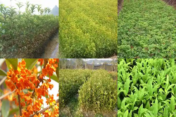 桂花是景物吗1686444870672