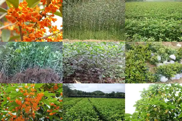 怎样栽培桂花树盆景1690417817385