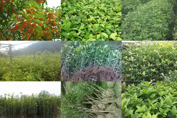 桂花的意象分析1686444878107