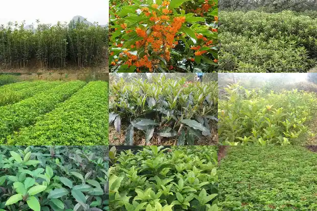 桂花盛开时村子里的景象1686444885586