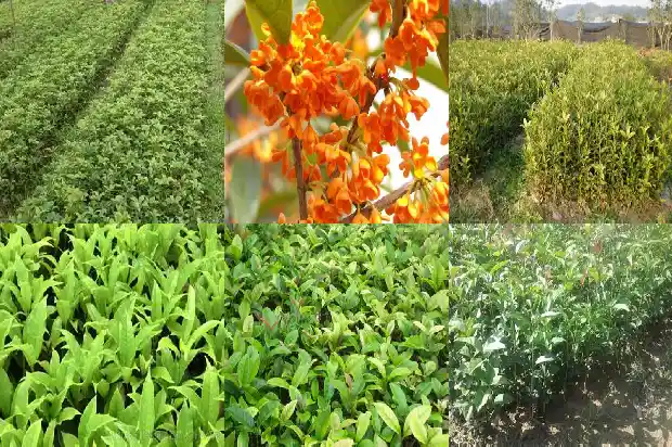 100年的金桂花树多少钱一斤1689727151295