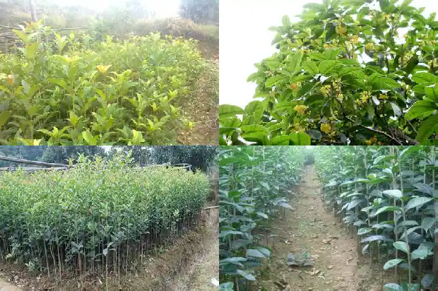 桂花的四个特征是什么意思1686444897884