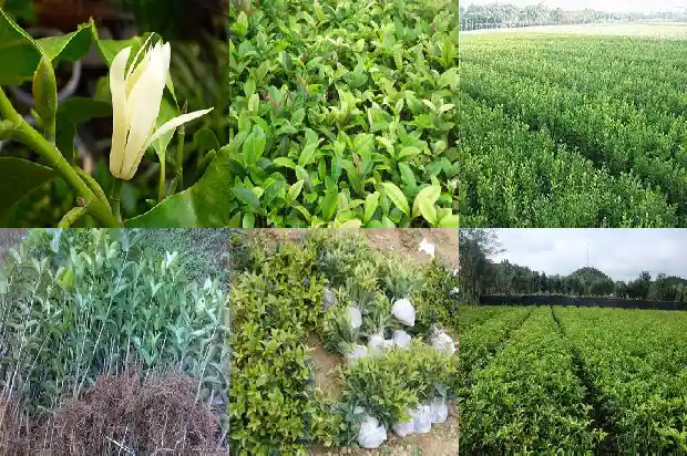 桂花的四个特征是什么意思1686444897932