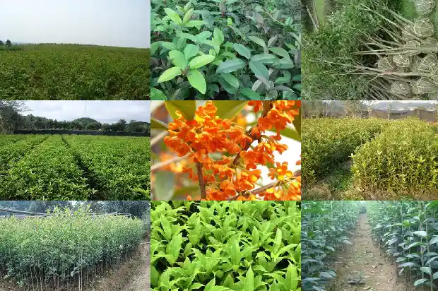桂花的花的特征1686444927093