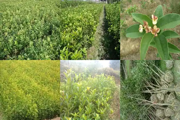 桂花今年怎么还没开花呀1686444935221