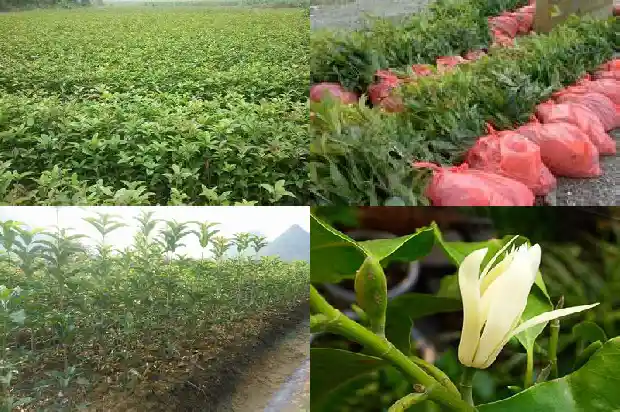 桂花今年怎么还没开花呀1686444935269