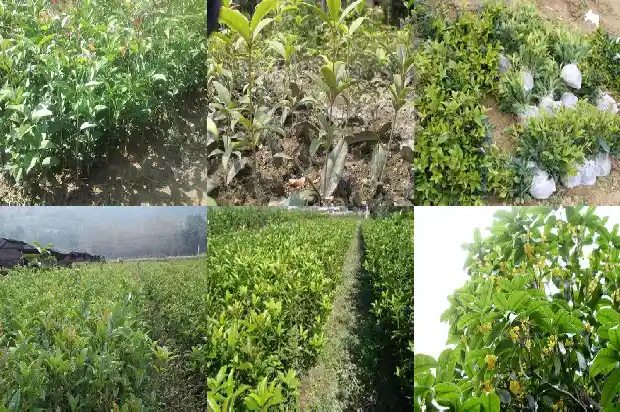 今年桂花为什么还没开花1686444945250