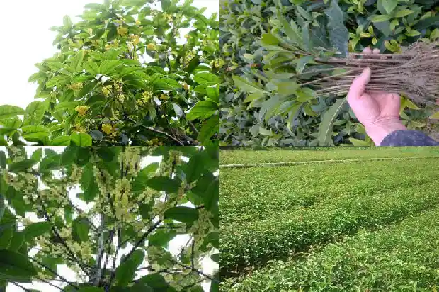 今年桂花为什么还没开花1686444945298