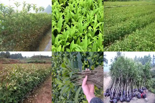 今年桂花为什么还没开花1686444945346