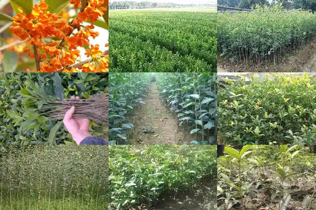 桂花树盆景价格多少钱一棵1690417987280