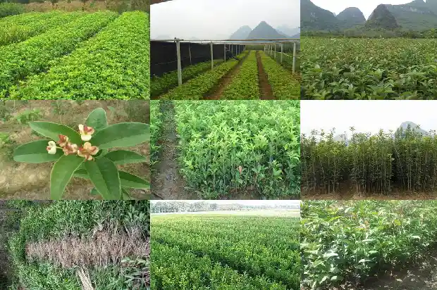 今年为什么桂花没有开花1686444955470