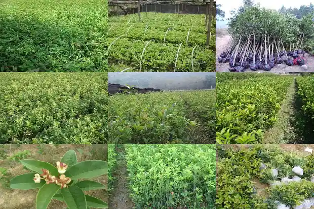 桂花到现在还没有开花是怎么回事1686444968256