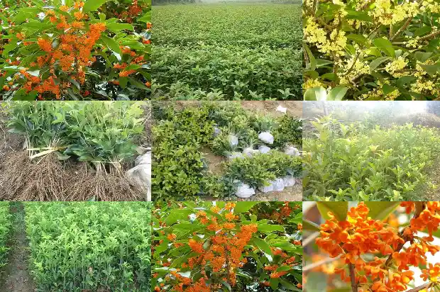 桂花到现在还没有开花是怎么回事1686444968303