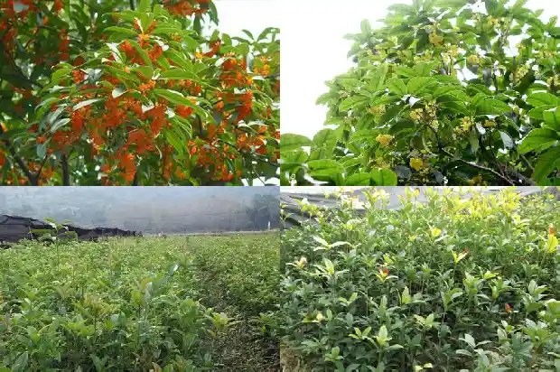 桂花到现在还没有开花是怎么回事1686444968350