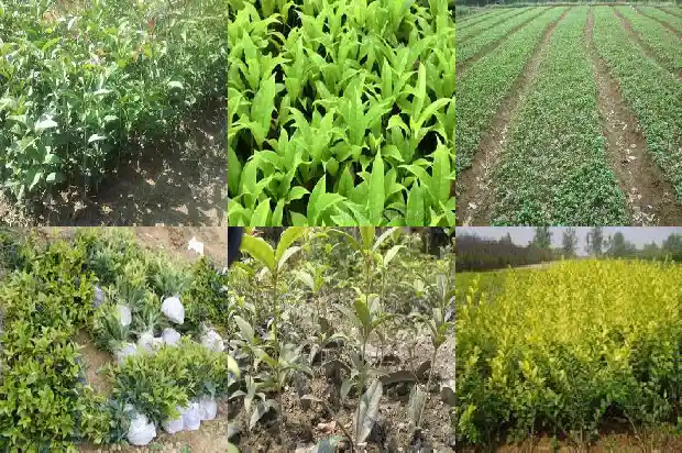 桂花到现在还没有开花是怎么回事1686444968398