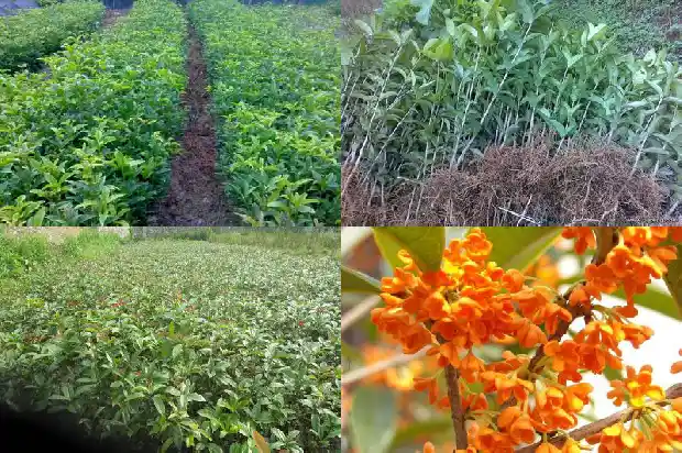 桂花年年开花不知道什么原因今年没开花1686444978555