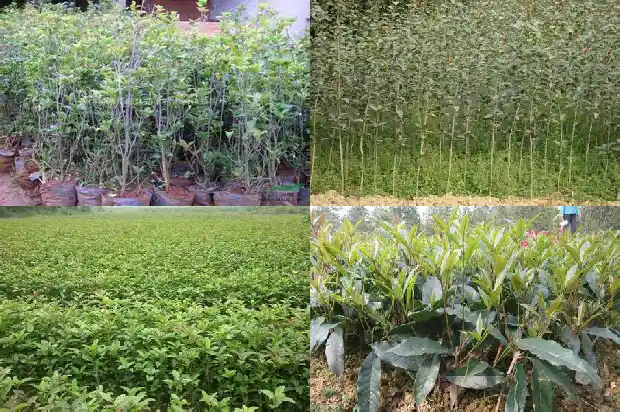 桂花年年开花不知道什么原因今年没开花1686444978603