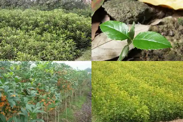 桂花年年开花不知道什么原因今年没开花1686444978651