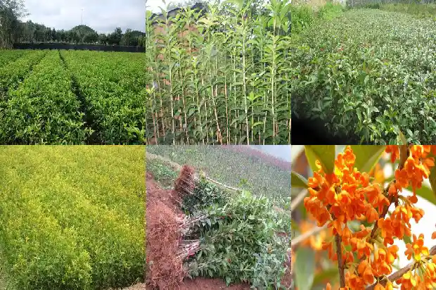 今年桂花树为什么现在还没开花?1686444988648
