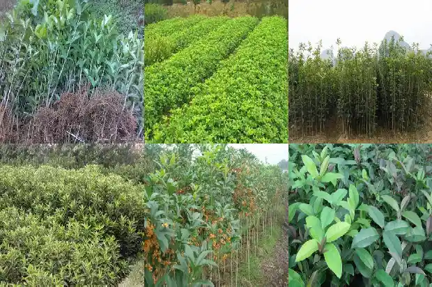 今年桂花树为什么现在还没开花?1686444988694