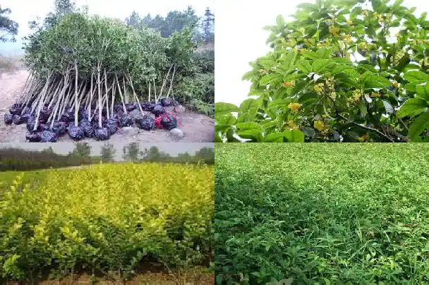 为什么今年桂花不开花1686444998618