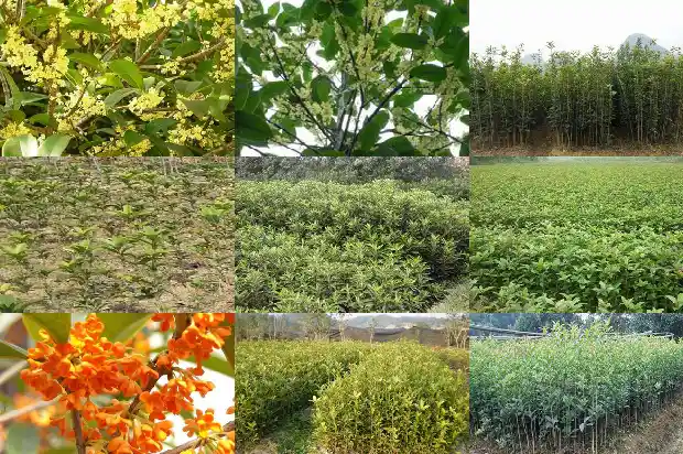 桂花哪个品种最香开花时间长1690590032489