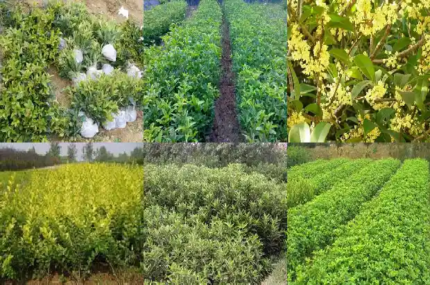 桂花树间隔多少米开花结果1690849927392