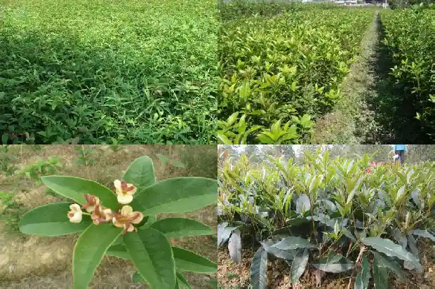 桂花今年为啥不开花1686445040351