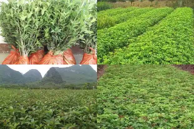 桂花今年为啥不开花1686445040399
