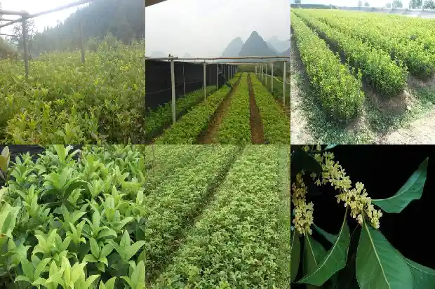 桂花今年开两次花正常吗1686445052172