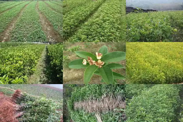 桂花今年开两次花正常吗1686445052220