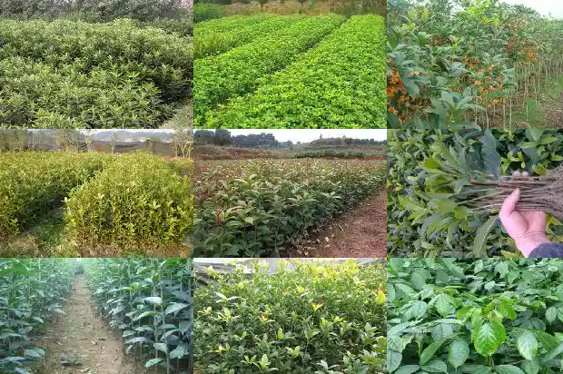桂花今年开两次花正常吗1686445052268