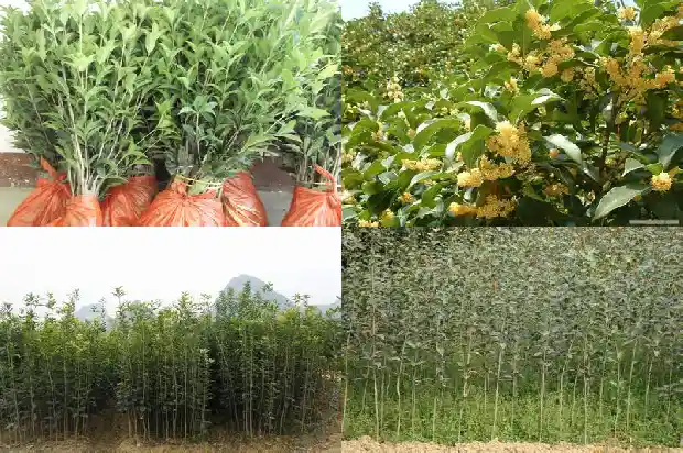 桂花今年开两次花正常吗1686445052315