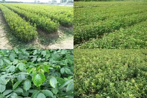今年桂花何时开1686445072161