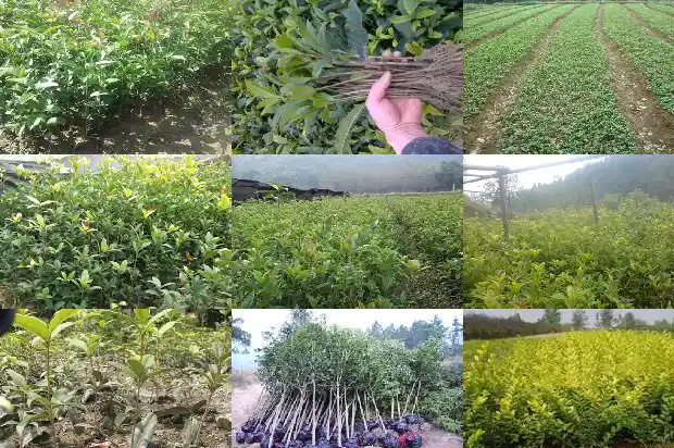 桂花每年什么时候开1686445084095