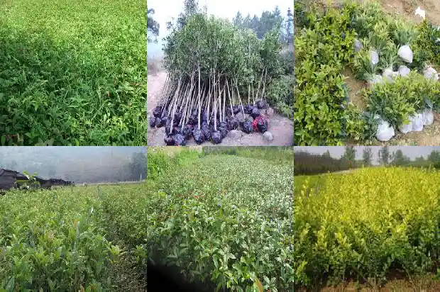 桂花每年什么时候开1686445084189
