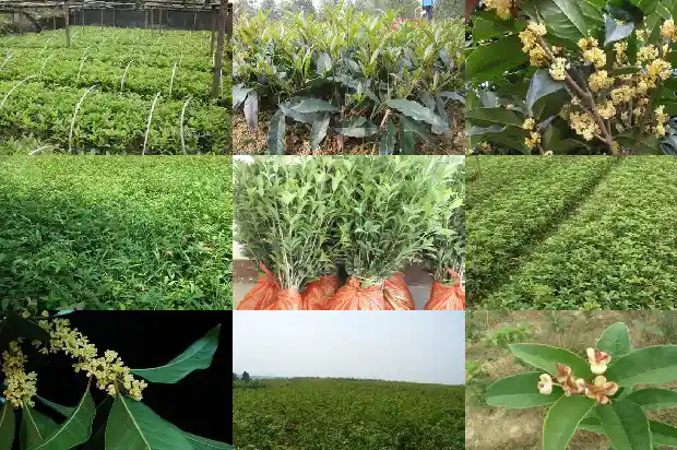 八月桂和四季桂花的区别1689899156371