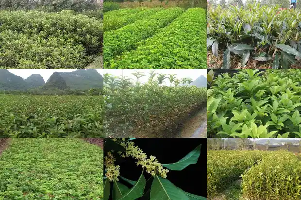 桂花今年为什么没开花1686445091501